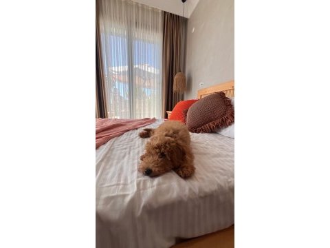 Toy poodle