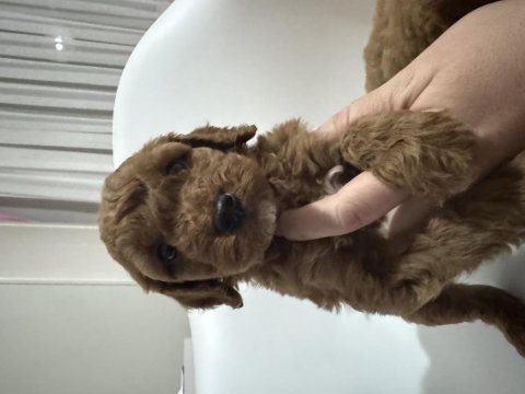 Toy poodle yavru köpekler