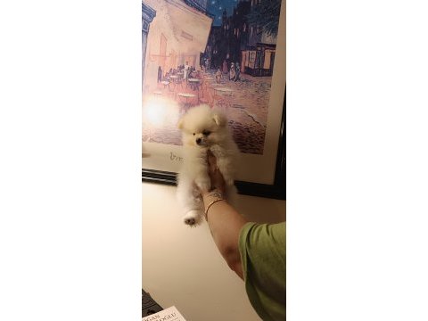 Sevimli pomeranian bebeklerim
