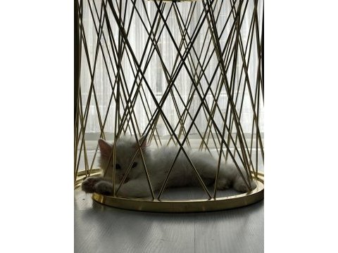3 aylık beyaz british shorthair