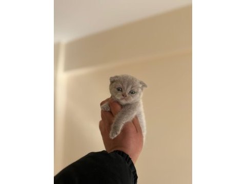 Dişi erkek scottish fold bebekler