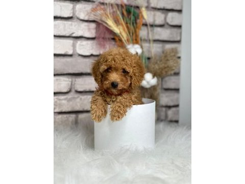 Tüy yumağı toy poodle yavrularım