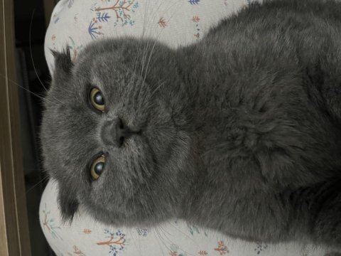 Scottish fold erkek 6 aylık