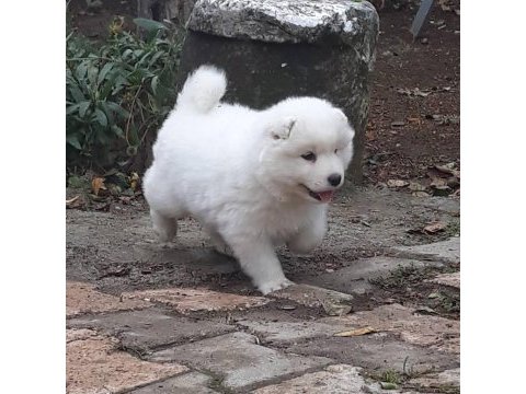 Samoyed yavrularımız ırk garantilidir