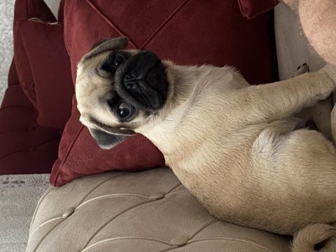 A kalite 55 günlük pug