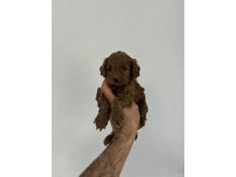 Kore kan maltipoo bebeklerim
