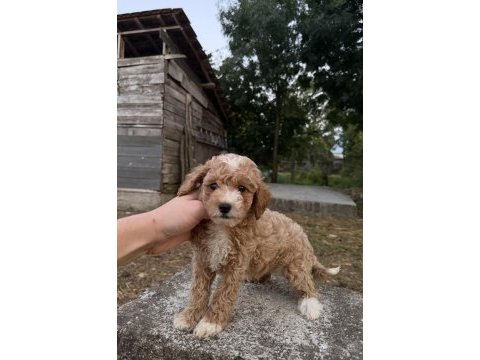 Toy poodle ayarında maltipo oğlumuz