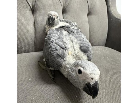 Bebek jako papağanları
