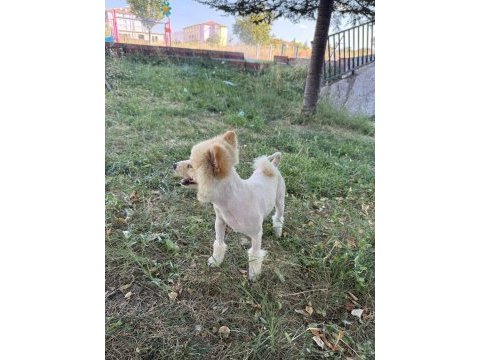 Malatya da 1.5 yaşında pomeranian