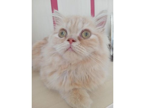 Baldan tatlı british longhair kedimiz krema