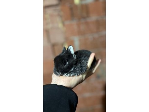 Cüce tavşan / netherland dwarf