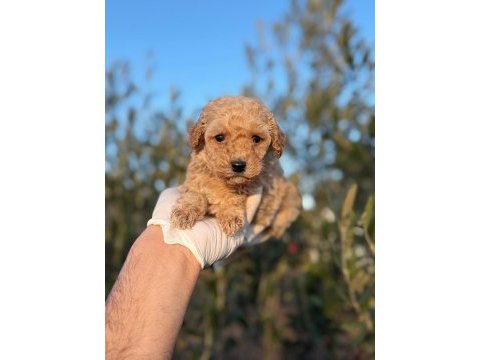 Toy poodle yavrular