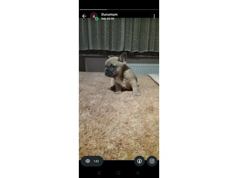 Mavi gözlü french bulldog yavrularımız