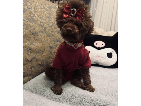 Teacup poodle dişi yavru