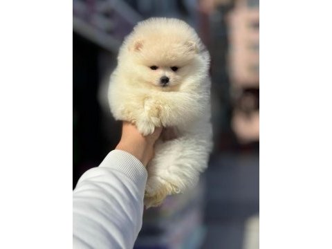 Pomeranian boo teacup