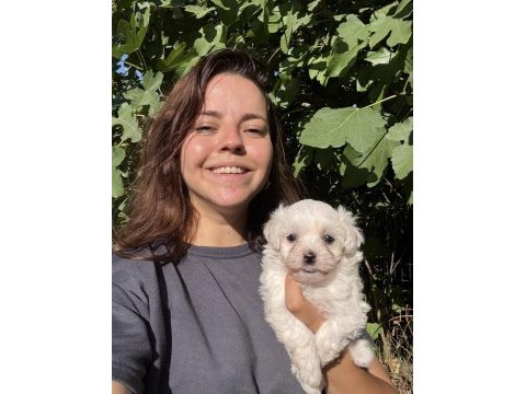 Safkan mini maltese yavru ailesini bekliyor