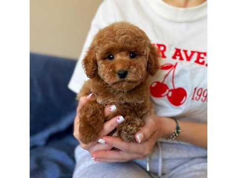 Üst kalite toy poodle yavrumuz