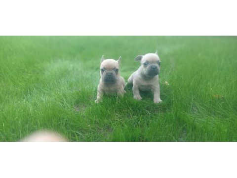 French bulldog yavrularımız