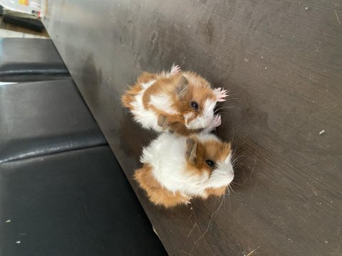 25 günlük yavru ginepigler