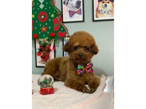 Koyu ve kıvır kıvır toy poodle yavrular