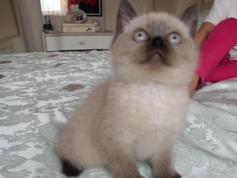Kaliteli çikolata point dişi british shorthair