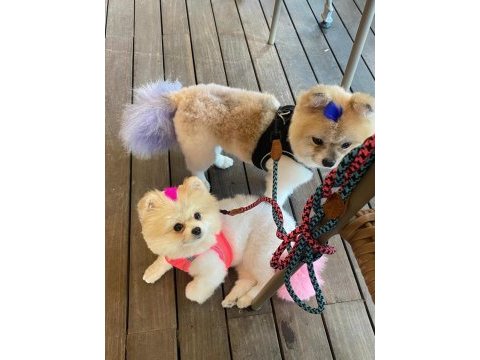 Pomeranian evlatlar