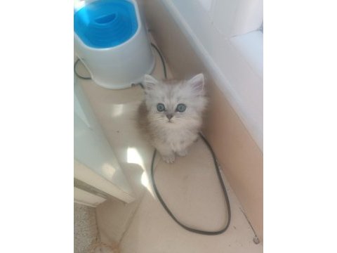 3 yavru british shorthair yeni yuvasını bekliyor