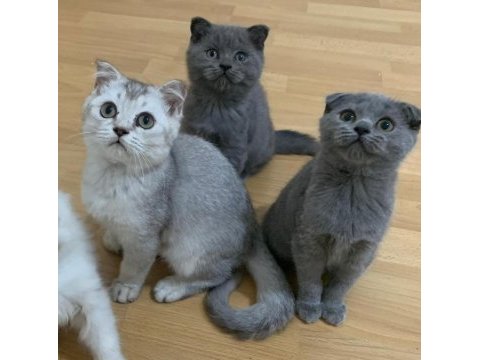 Yuva arıyoruz british shorthair