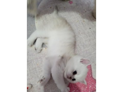 Safkan scottish fold ve straight yavrular catteryden