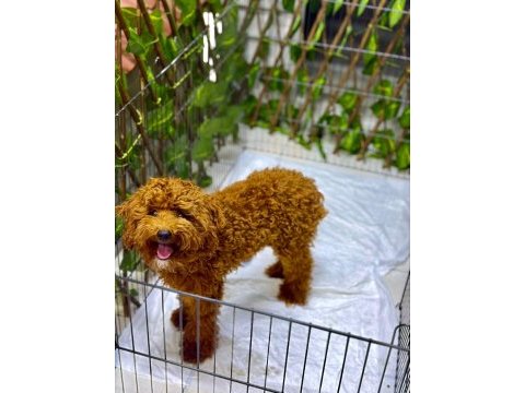 Poodle erkek