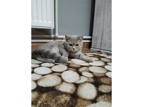 British shorthair kedi mi sahiplendirmek istiyorum