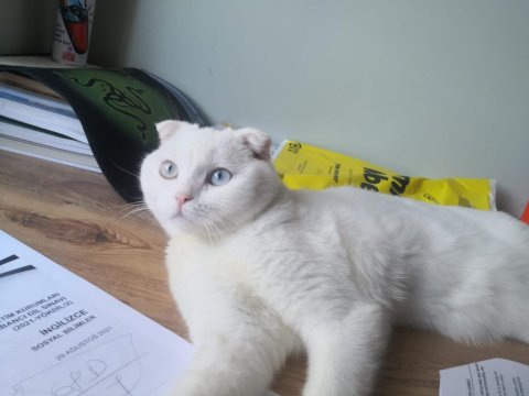 1 yaşında scottish shorthair