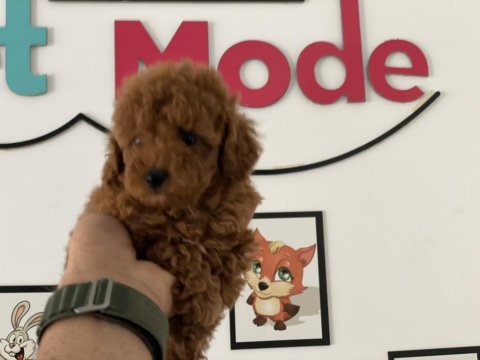 Ankaranın en seçkin toy poodle yavruları