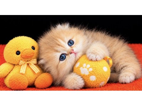 Highland scottish fold golden dişi