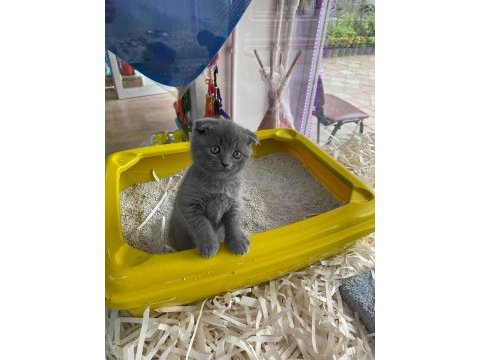 Muhteşem tam kapalı kulak scottish fold