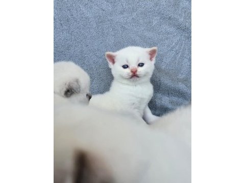 Safkan british shorthair red point mavi gözlü