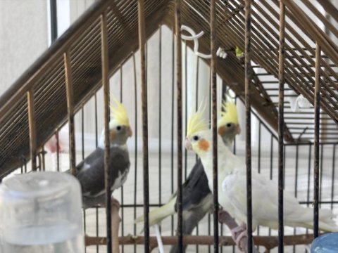 Yavru ve anne baba çifti sultan papağanı