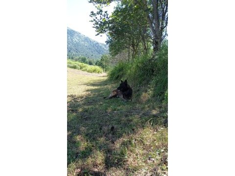 3 yaşında belçika kurdu satılık