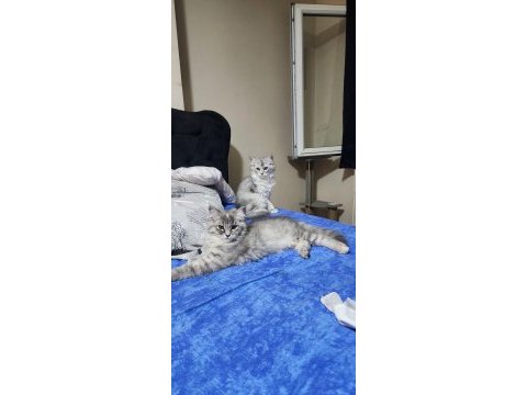 Karışım ırk kedimiz