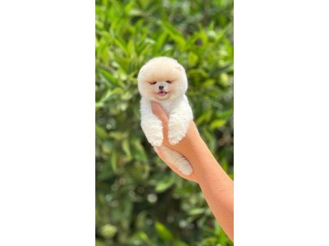 Mersinin en seçkin pomeranian yavruları