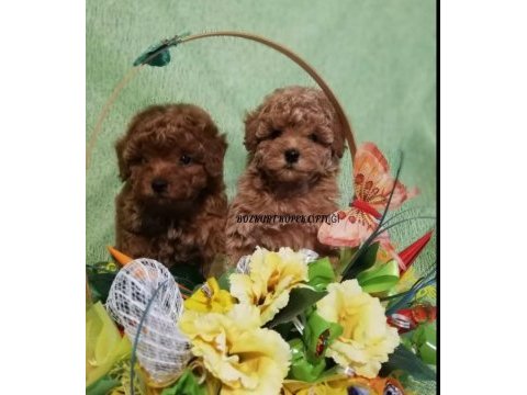 Red brown toy poodle 