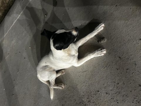 Tatlış köpeğimiz yeni yuvasını arıyor