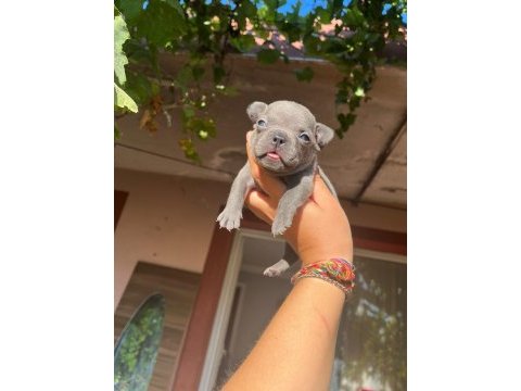 French bulldog mavişlerimi görmeye ne dersiniz
