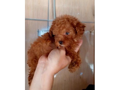 Poodle efsane teacup bebekler