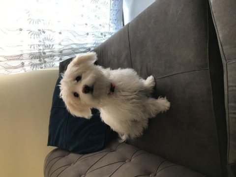 5. 6 aylık maltese terrier acil