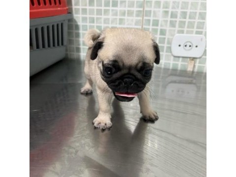 Dünya tatlısı pug yavruları