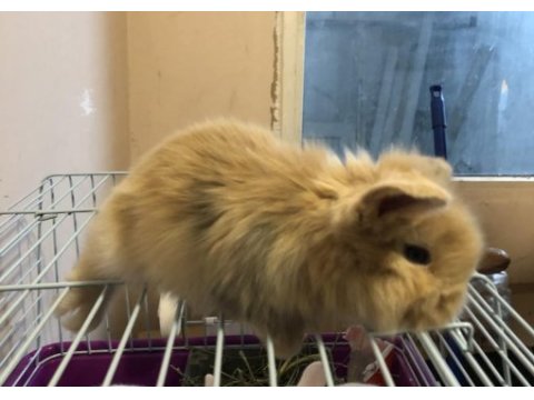 Orijinal teddy lop yavru tavşanımız sahiplendirilecek