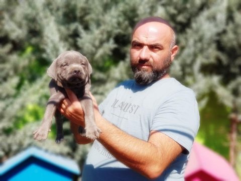 Cane corso yavru köpeğimiz