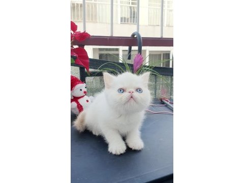 Exotic shorthair bebişler