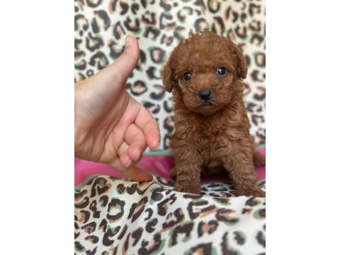 Red maltipoo ailenizin yeni üyesi